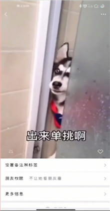 微信状态背景视频哈士奇