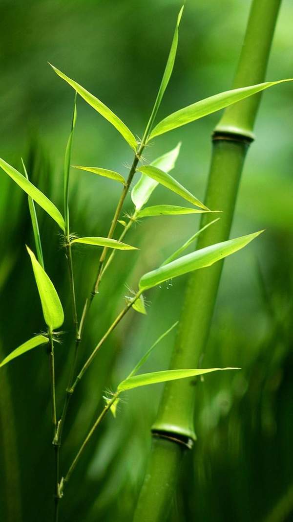 微信绿色聊天背景图片