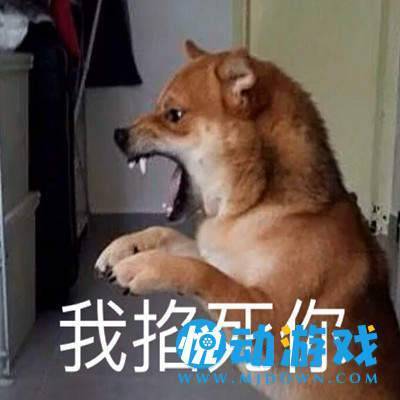 柴犬气死我了表情包