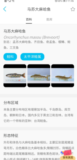 看鱼