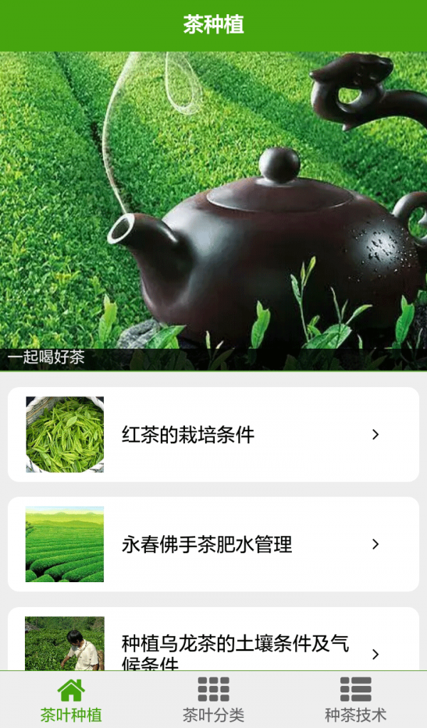 茶种植