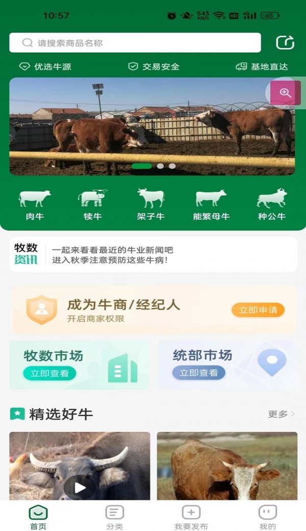 肉牛交易市场