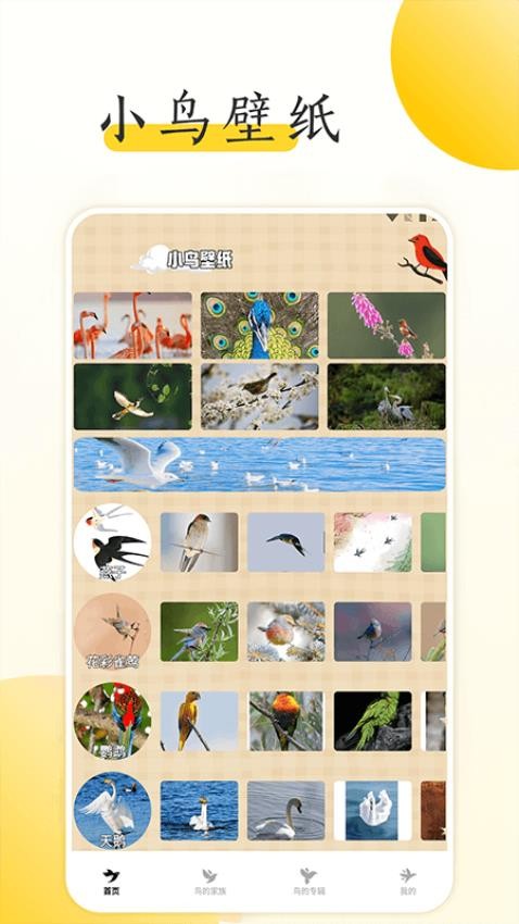 小鸟壁纸大全最新版