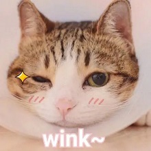 wink手势杀表情包