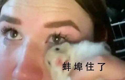 蚌埠住了表情包