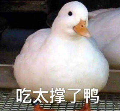 小天鹅给个机会表情包