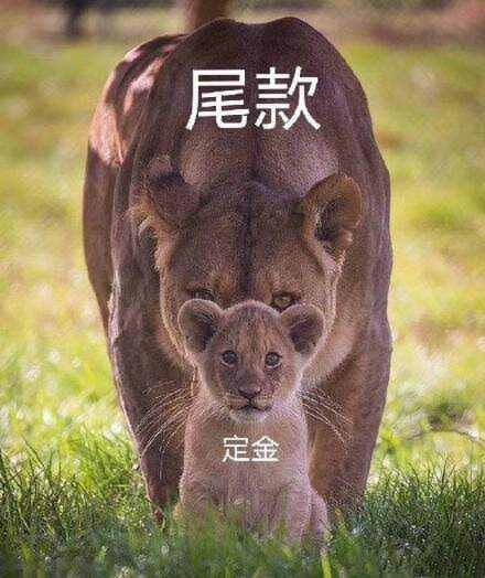 尾款人表情包