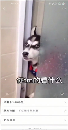 微信状态背景视频哈士奇