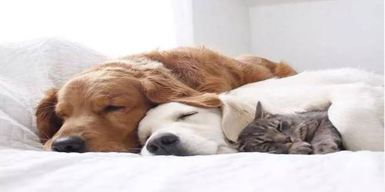 宠物知识app大全