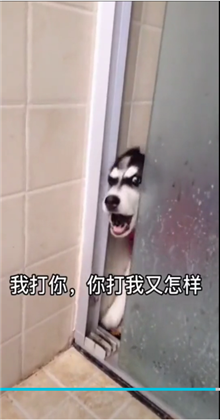 微信状态背景视频哈士奇