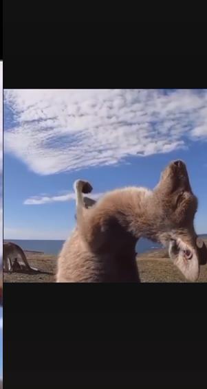 袋鼠摇手仰头表情包