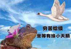 小天鹅给个机会表情包