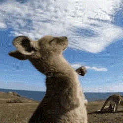 袋鼠摇手表情包