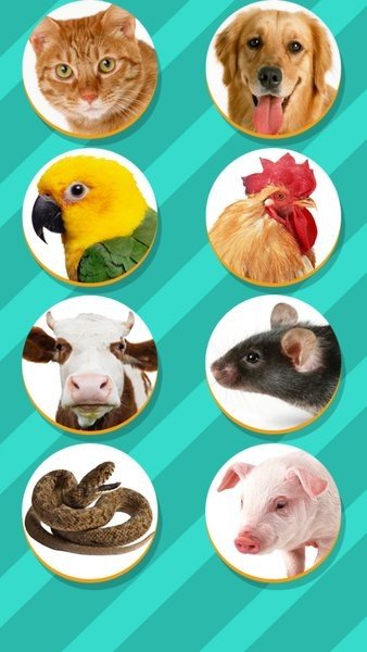 动物翻译器正版