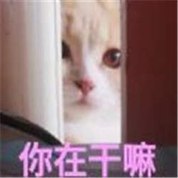 你在干什么和其他人聊天吗表情包