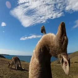 袋鼠摇手表情包