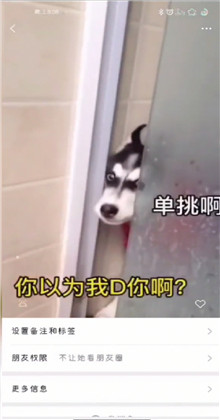 微信状态背景视频哈士奇