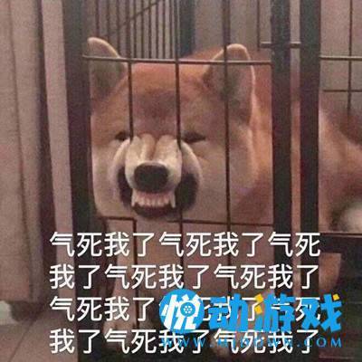 柴犬气死我了表情包