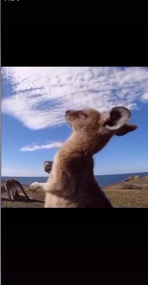 袋鼠摇手仰头表情包