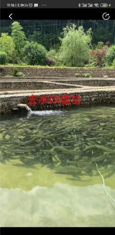 悟空全能去水印下载器软件